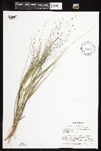 Eragrostis spectabilis image