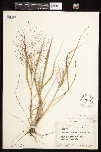 Eragrostis spectabilis image