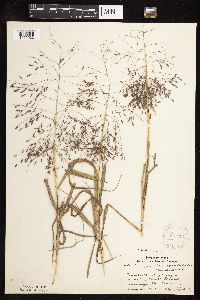 Eragrostis spectabilis image