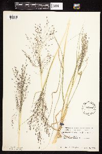 Eragrostis spectabilis image