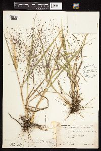 Eragrostis spectabilis image