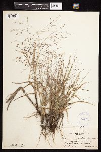 Eragrostis spectabilis image