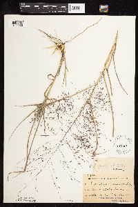 Eragrostis spectabilis image