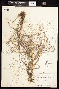 Eragrostis spectabilis image