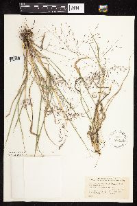Eragrostis spectabilis image