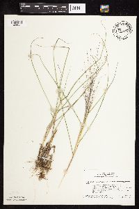 Eragrostis spectabilis image