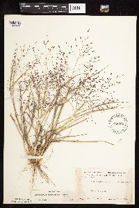 Eragrostis spectabilis image