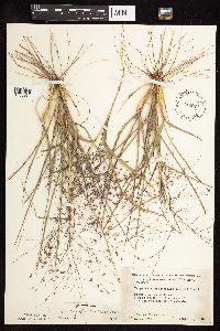 Eragrostis spectabilis image