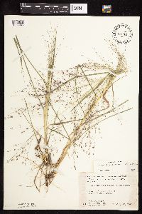 Eragrostis spectabilis image