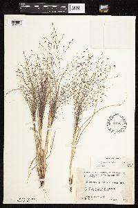 Eragrostis spectabilis image