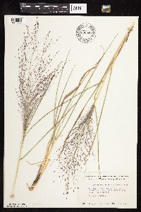 Eragrostis spectabilis image