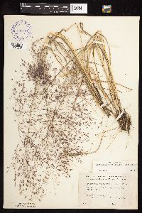 Eragrostis spectabilis image