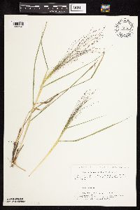 Eragrostis spectabilis image
