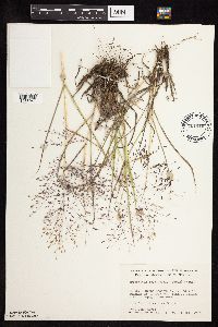 Eragrostis spectabilis image