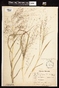 Eragrostis spectabilis image