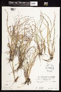 Eragrostis spectabilis image