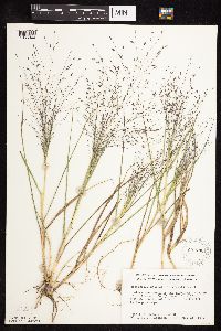 Eragrostis spectabilis image