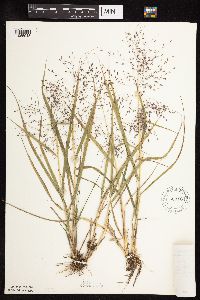 Eragrostis spectabilis image