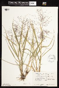 Image of Eragrostis spectabilis