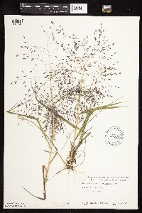 Eragrostis spectabilis image