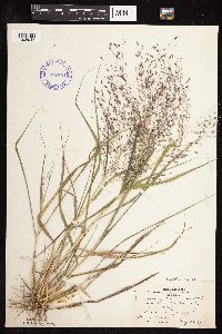 Eragrostis spectabilis image