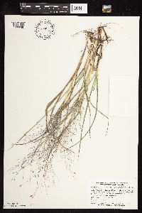 Eragrostis spectabilis image