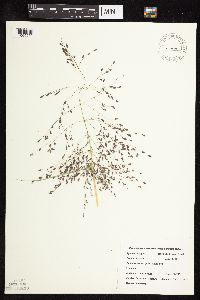 Eragrostis spectabilis image