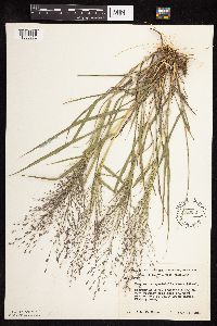 thumbnail image of current specimen