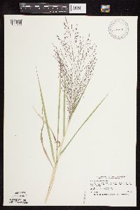 Eragrostis spectabilis image