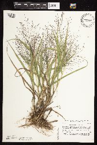 Eragrostis spectabilis image