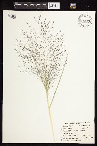 Eragrostis spectabilis image