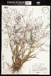 Eragrostis spectabilis image