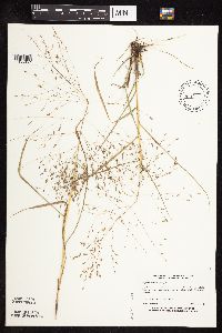 Eragrostis spectabilis image