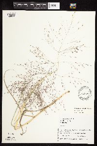 Eragrostis spectabilis image