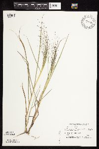 Eragrostis spectabilis image
