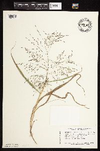 Eragrostis spectabilis image