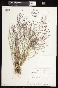 Eragrostis spectabilis image