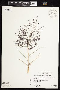 Eragrostis spectabilis image