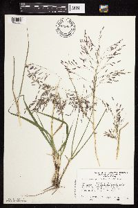 Eragrostis spectabilis image