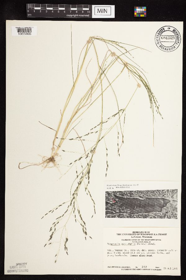 Eragrostis spectabilis image