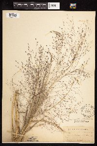 Eragrostis spectabilis image