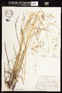 Eragrostis trichodes image