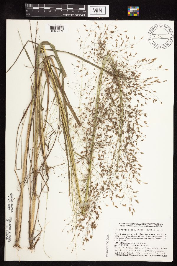 Eragrostis trichodes image