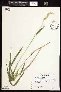 thumbnail image of current specimen
