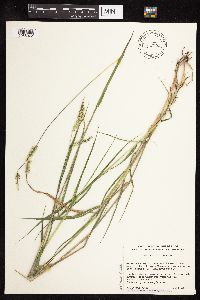 Eriochloa villosa image