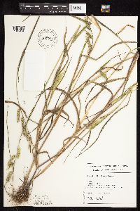 Eriochloa villosa image