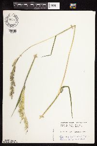 Eriochloa villosa image