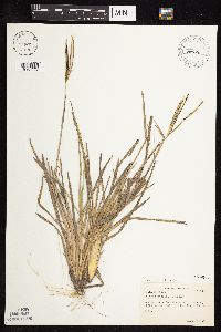 thumbnail image of current specimen