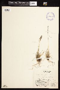 Festuca brachyphylla image