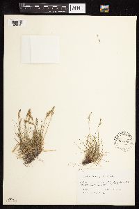 Festuca brachyphylla image